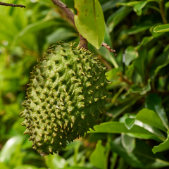 Soursop Pulp | Pulpa De Guanabana | 397gr